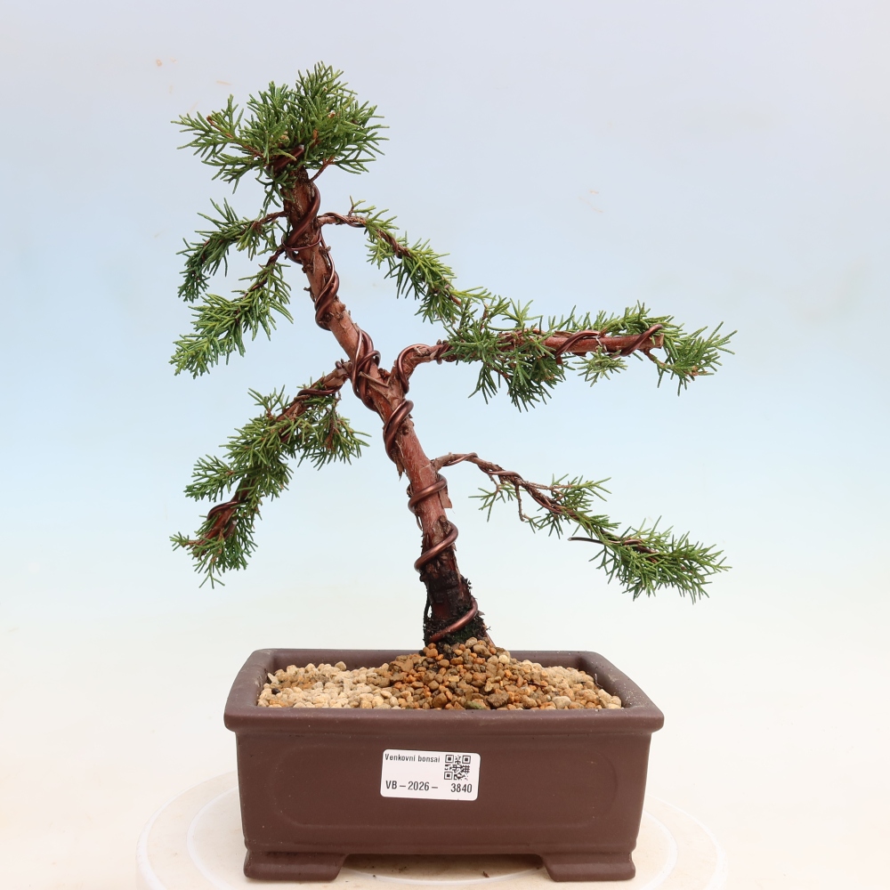 Bonsai da esterno - Juniperus chinensis Kishu
