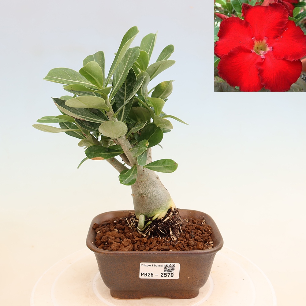 Bonsai da interno - Adenium obesum Red Star - Rosa del deserto