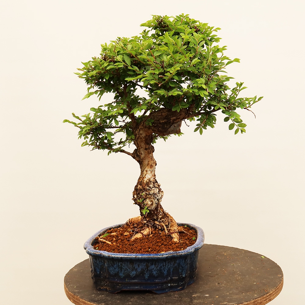 Bonsai da esterno - Zelkova - Zelkova NIRE