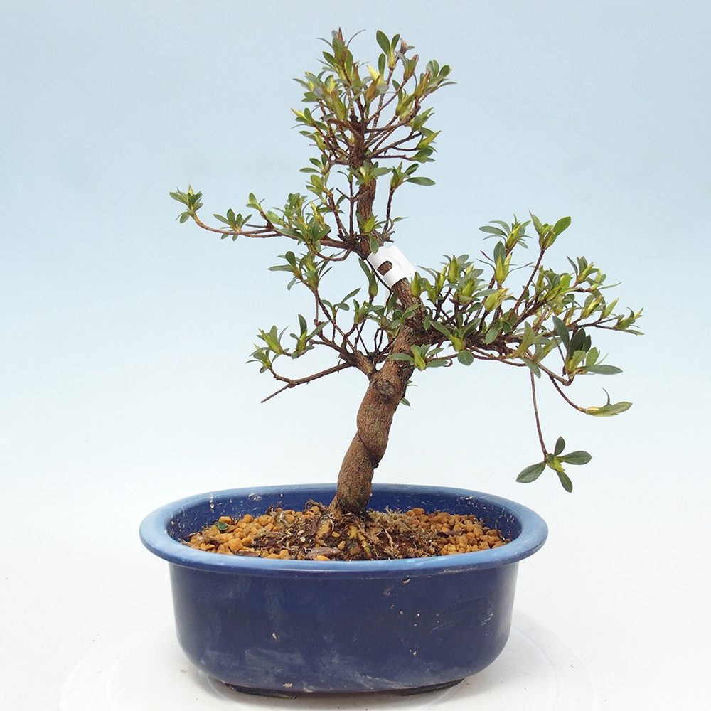 Bonsai da esterno - Azalea giapponese - Azalea a mano
