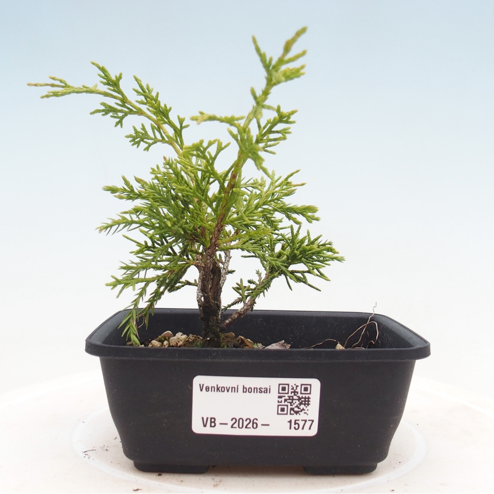 Bonsai da esterno - Juniperus chinensis Itoigawa