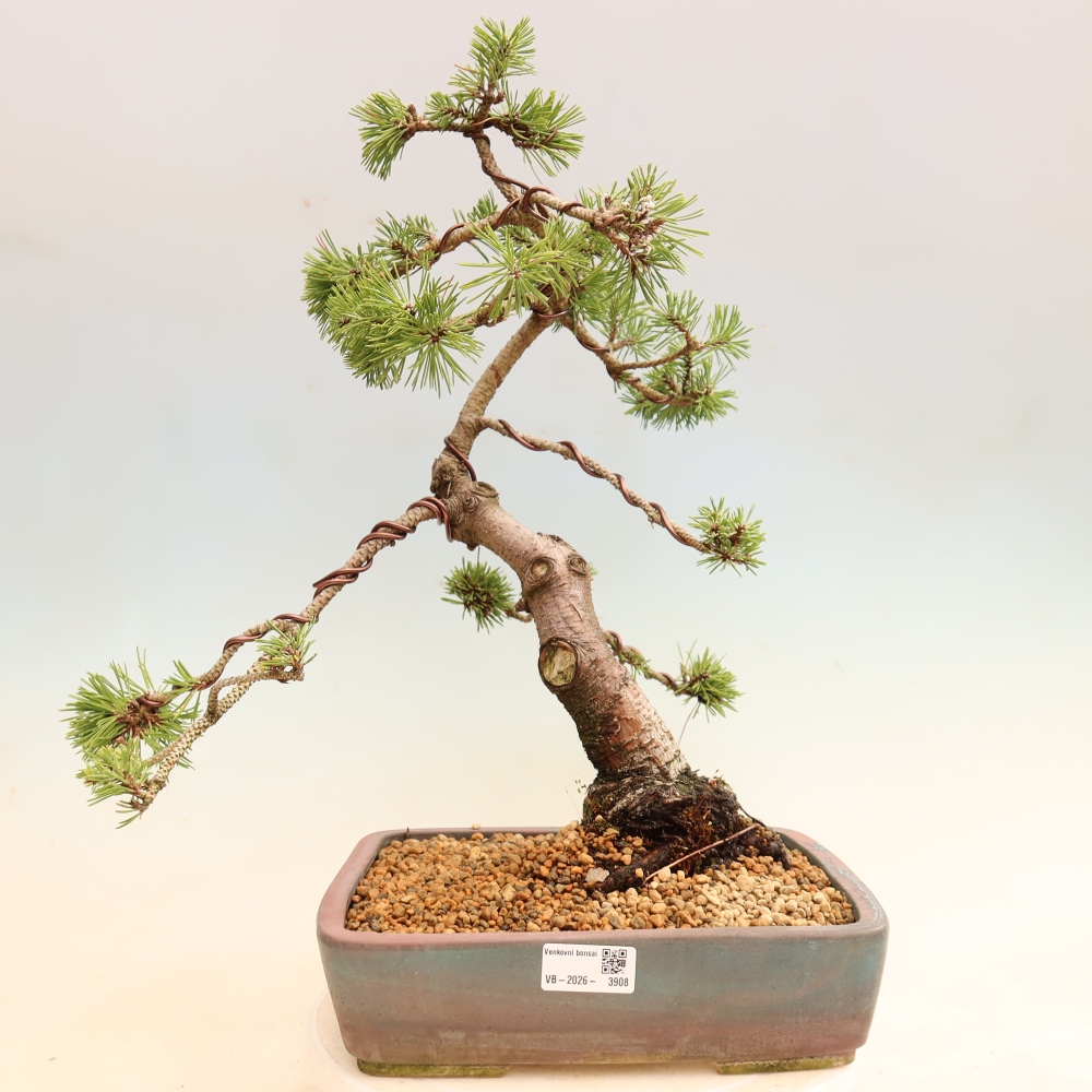 Bonsai da esterno - Pinus mugo Humpy  - Pino mugo