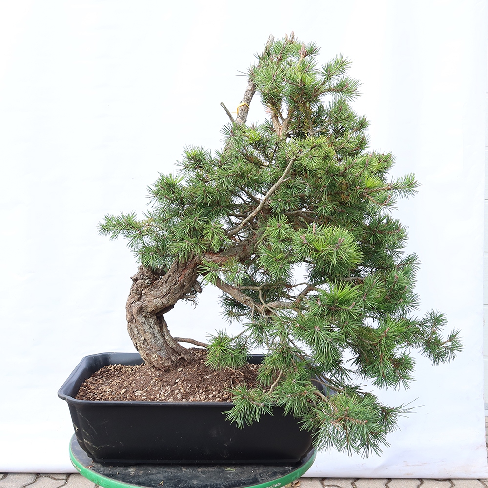 Pinus sylvestris Spagna - pino silvestre