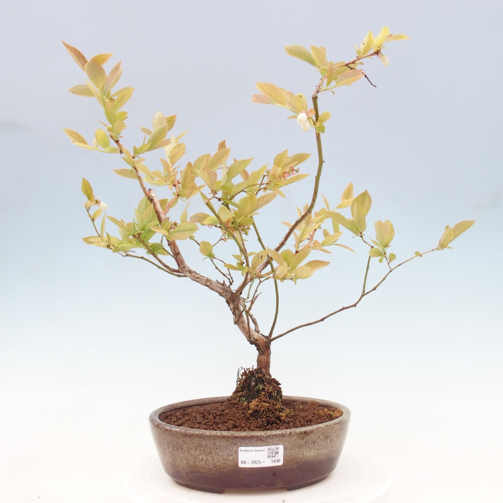 Bonsai da esterno - Mirtillo canadese - Vaccinium corymbosum