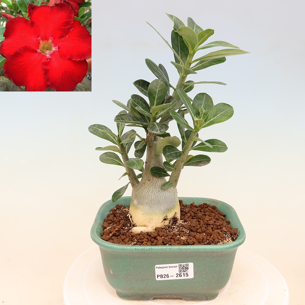 Bonsai da interno - Adenium obesum Red Star - Rosa del deserto