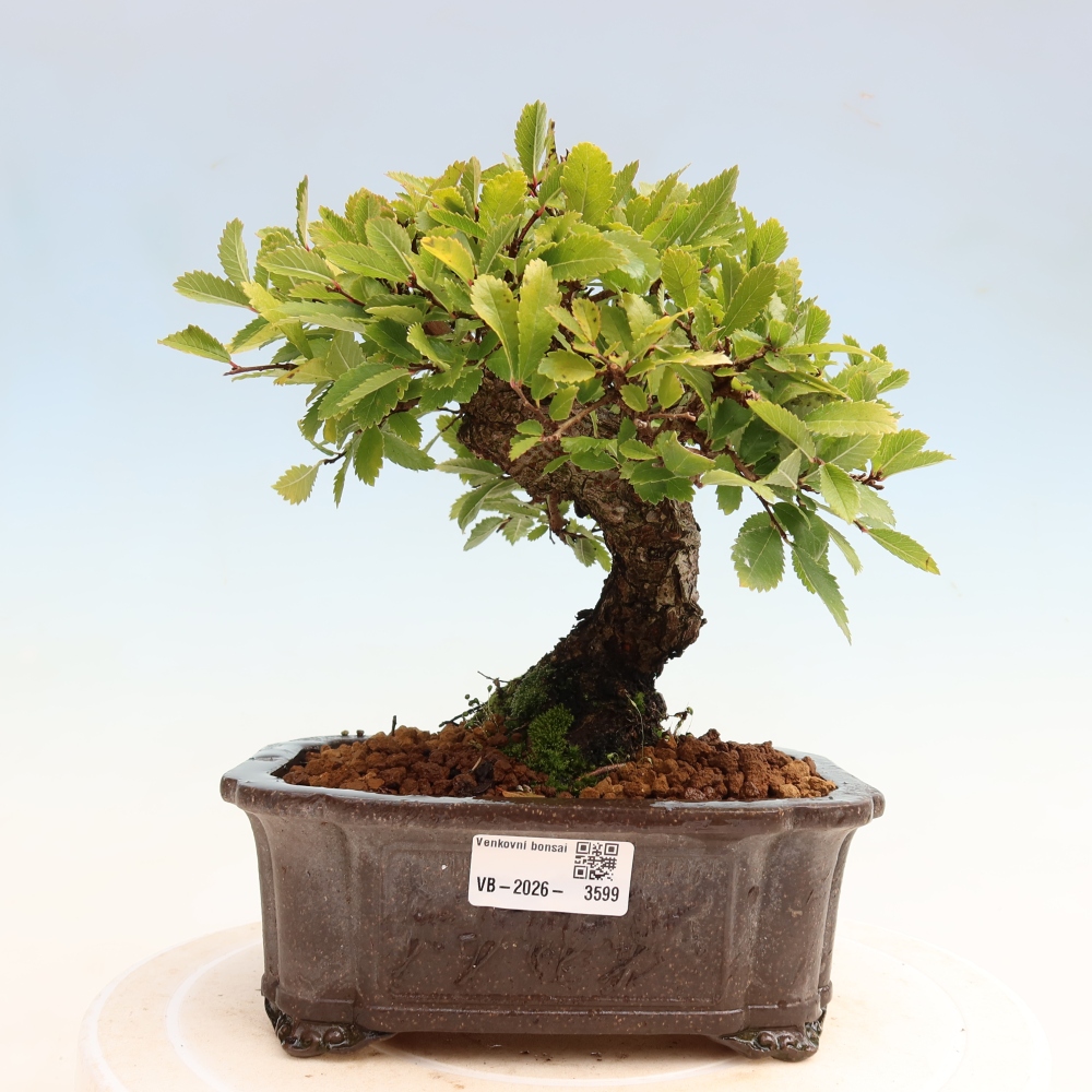 Bonsai da esterno - Zelkova - Zelkova NIRE