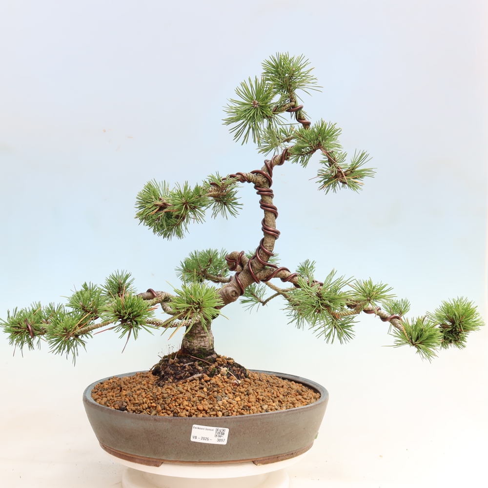 Bonsai da esterno - Pinus mugo Humpy  - Pino mugo
