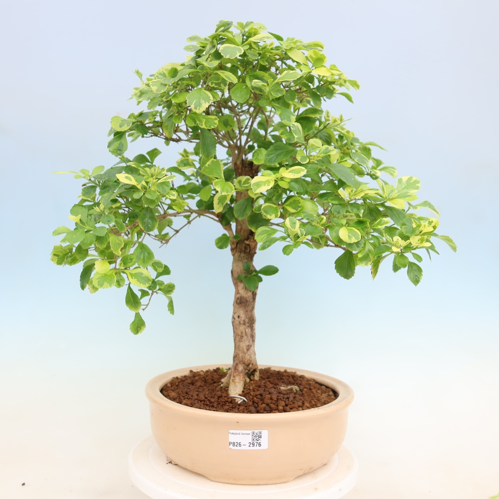 Camera bonsai - Duranta erecta Aurea