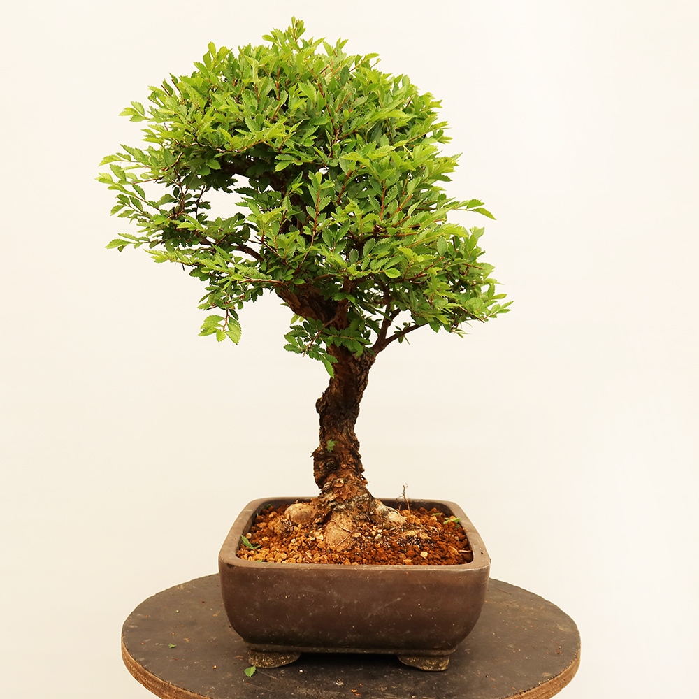 Bonsai da esterno - Zelkova - Zelkova NIRE