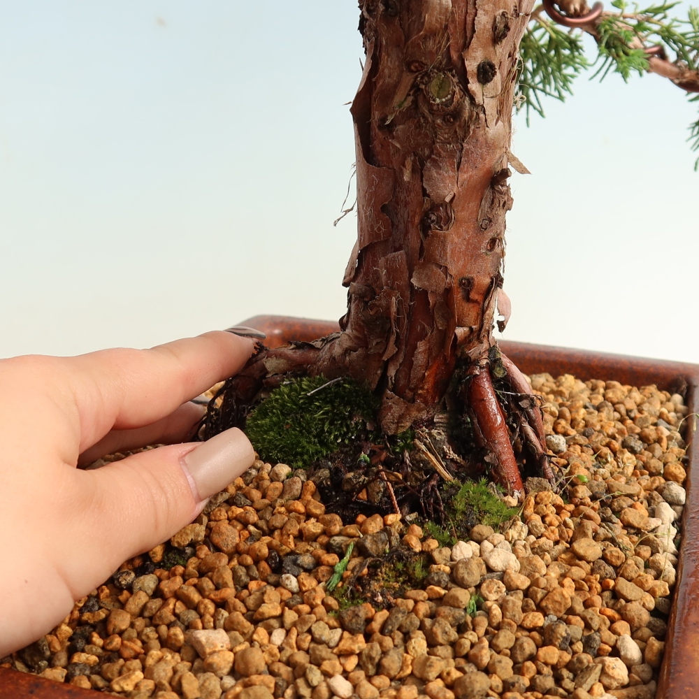Bonsai da esterno - Juniperus chinensis Kishu