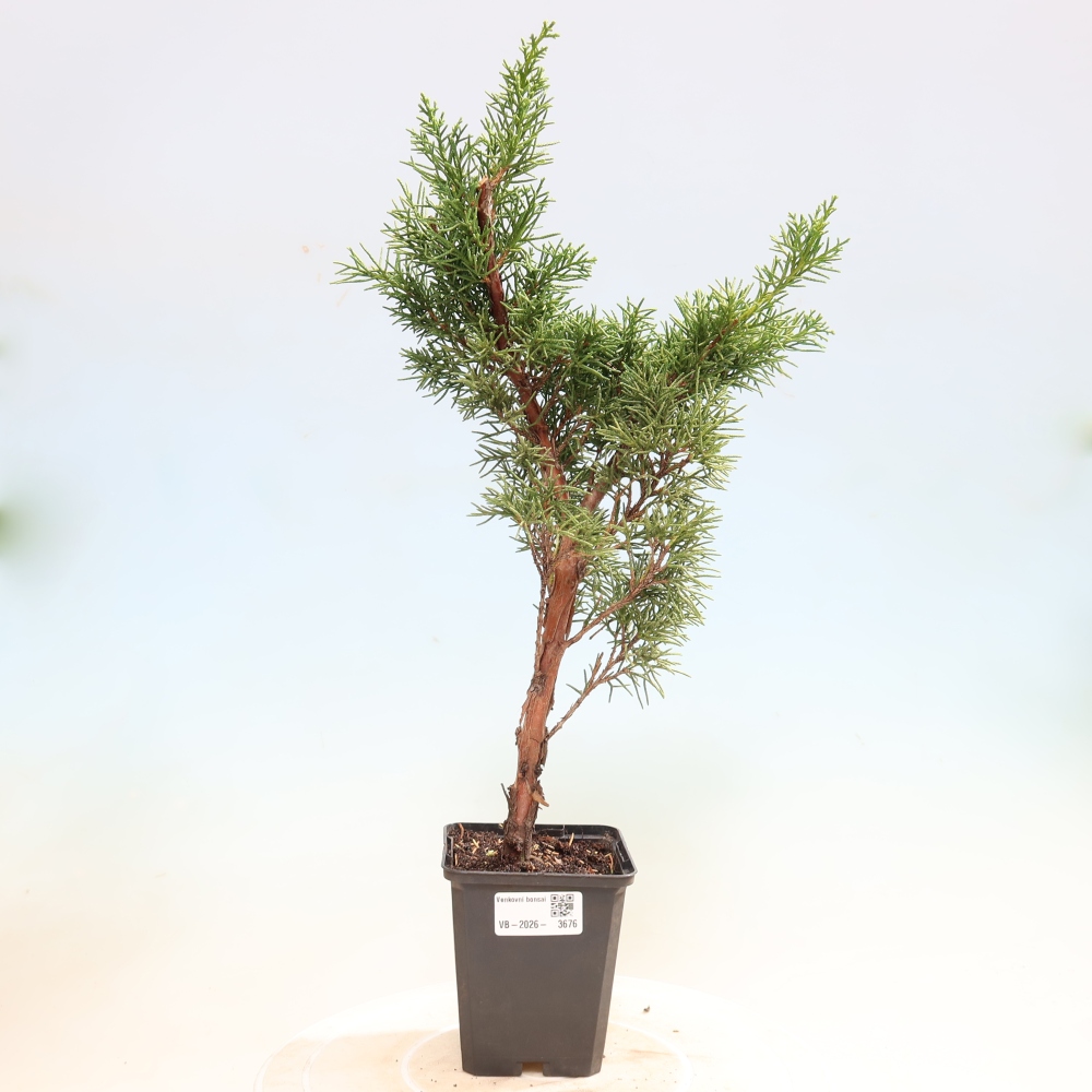 Bonsai da esterno - Juniperus chinensis Kishu