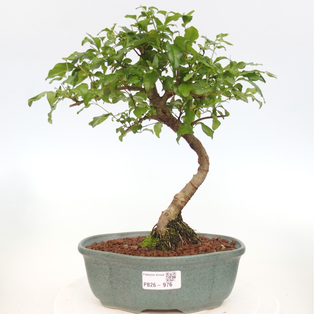 Camera bonsai -Ligustrum chinensis - Becco d'uccello