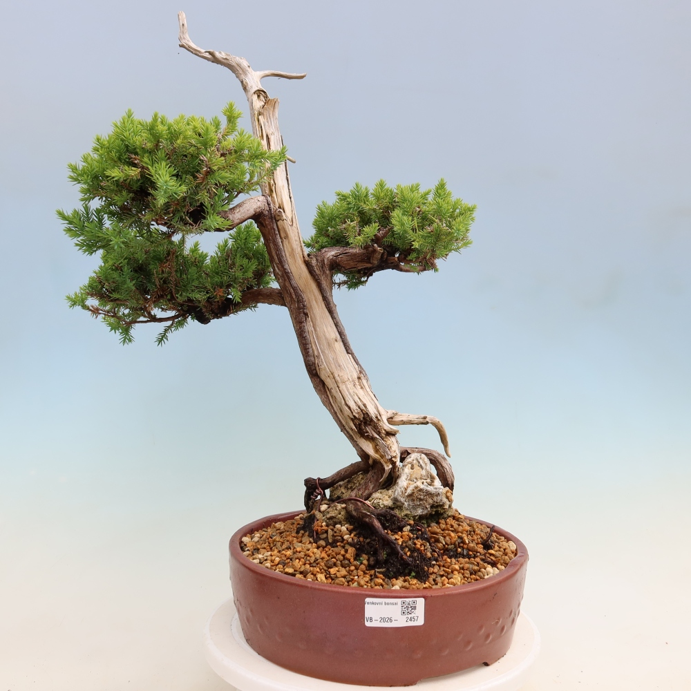 Bonsai da esterno - Juniperus squamata – Ginepro squamoso