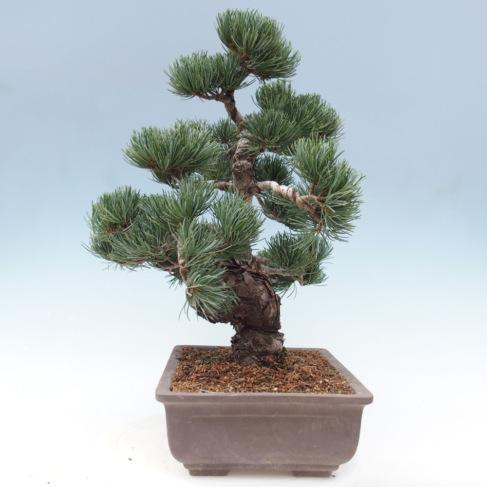 Bonsai da esterno - Pinus parviflora - Pinus parviflora