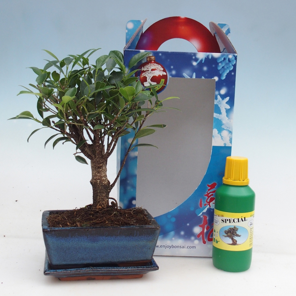 Bonsai da camera in confezione regalo Ficus retusa - Ficus a foglie piccole