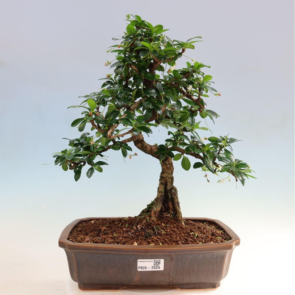 Camera bonsai - Carmona macrophylla - Tea fuki