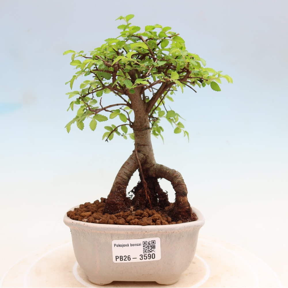 Camera bonsai - Ulmus parvifolia - Olmo a foglie piccole