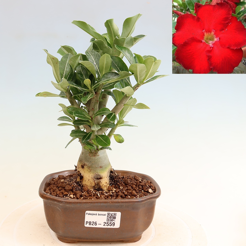 Bonsai da interno - Adenium obesum Red Star - Rosa del deserto