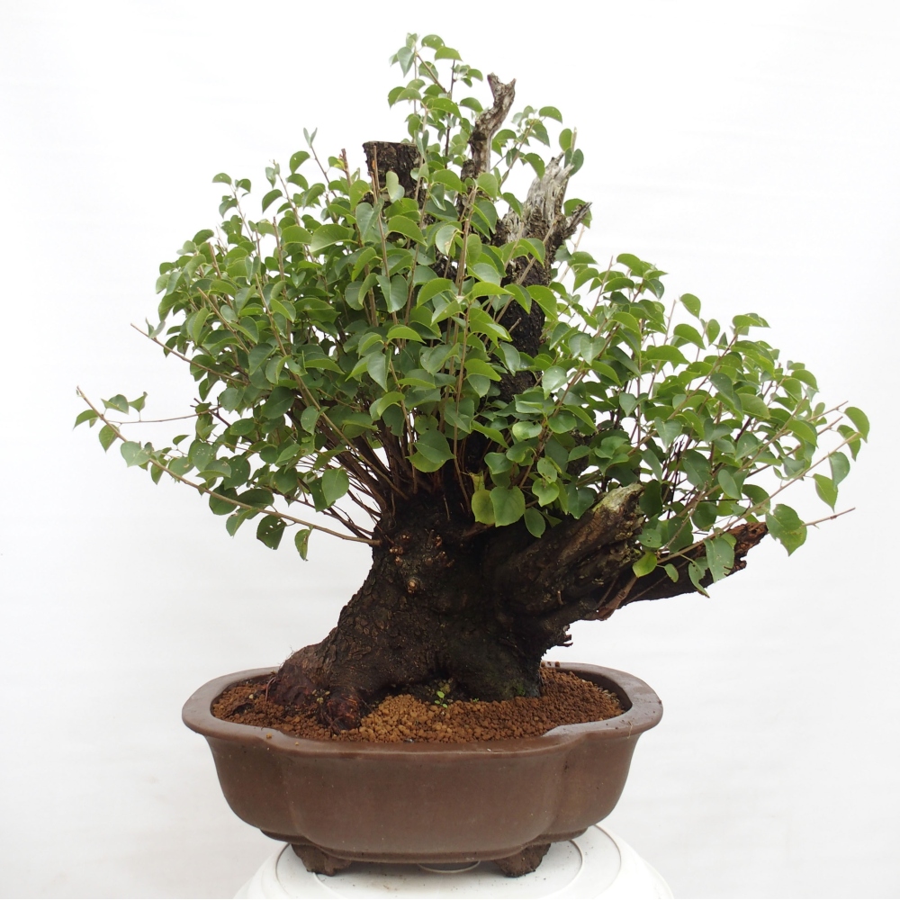 Bonsai da esterno - Mahalebka - Prunus mahaleb