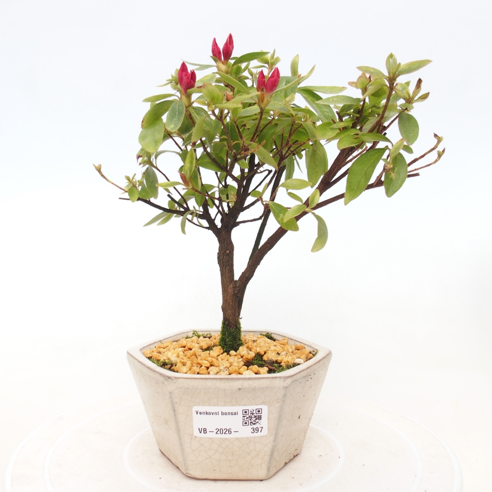 Bonsai da esterno - Azalea giapponese - Azalea sp.