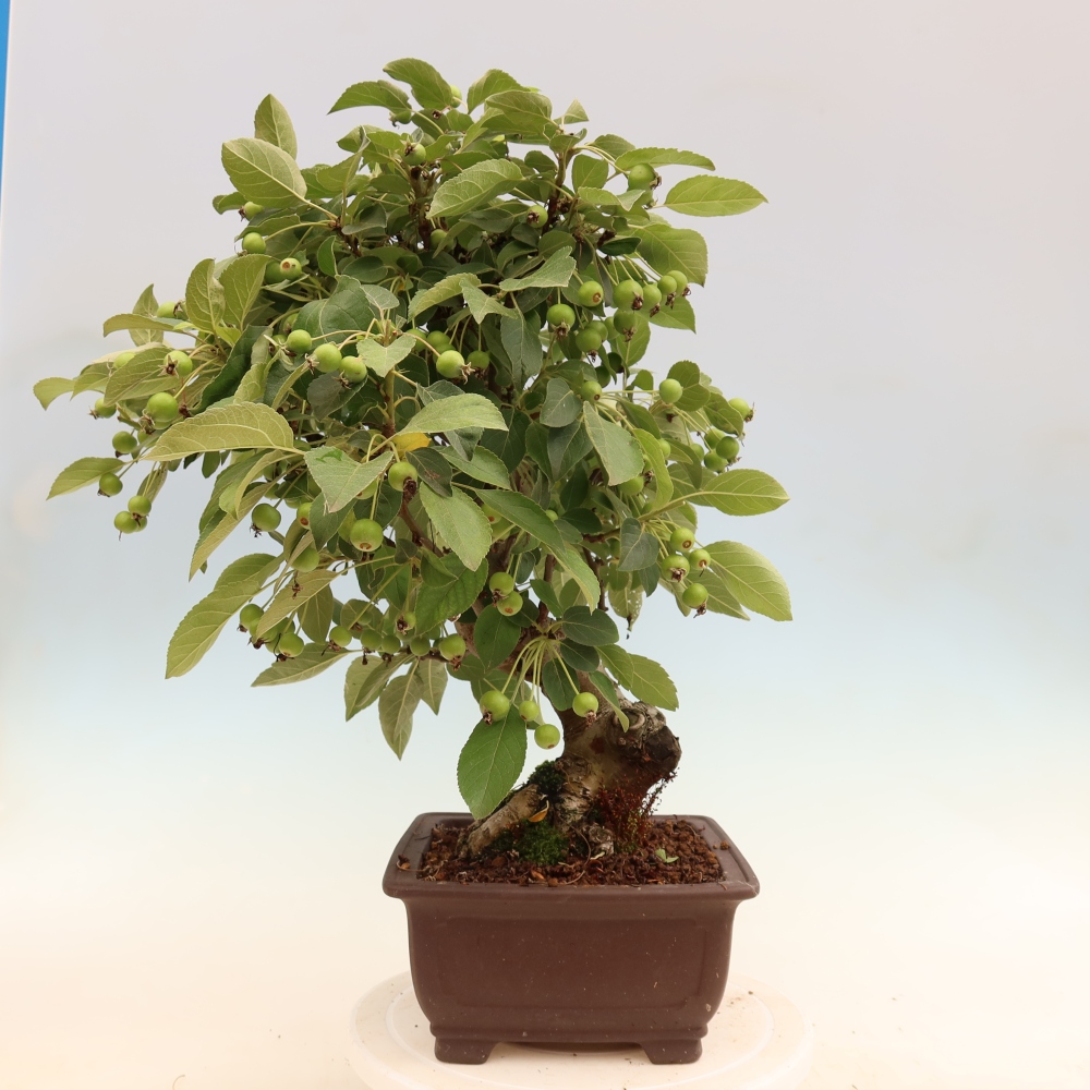 Bonsai da esterno -Malus halliana - Melo a frutto piccolo