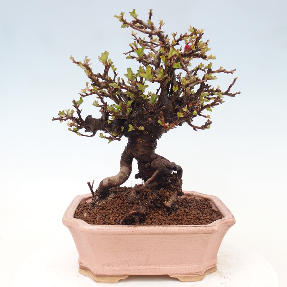 Bonsai da esterno - Chaneomeles speciosa - Cotogno