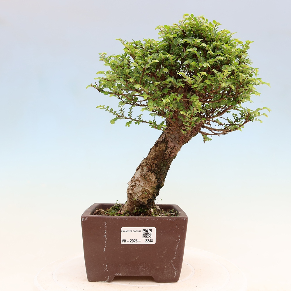 Bonsai da esterno - Ulmus parvifolia Sagei - Olmo a foglie piccole