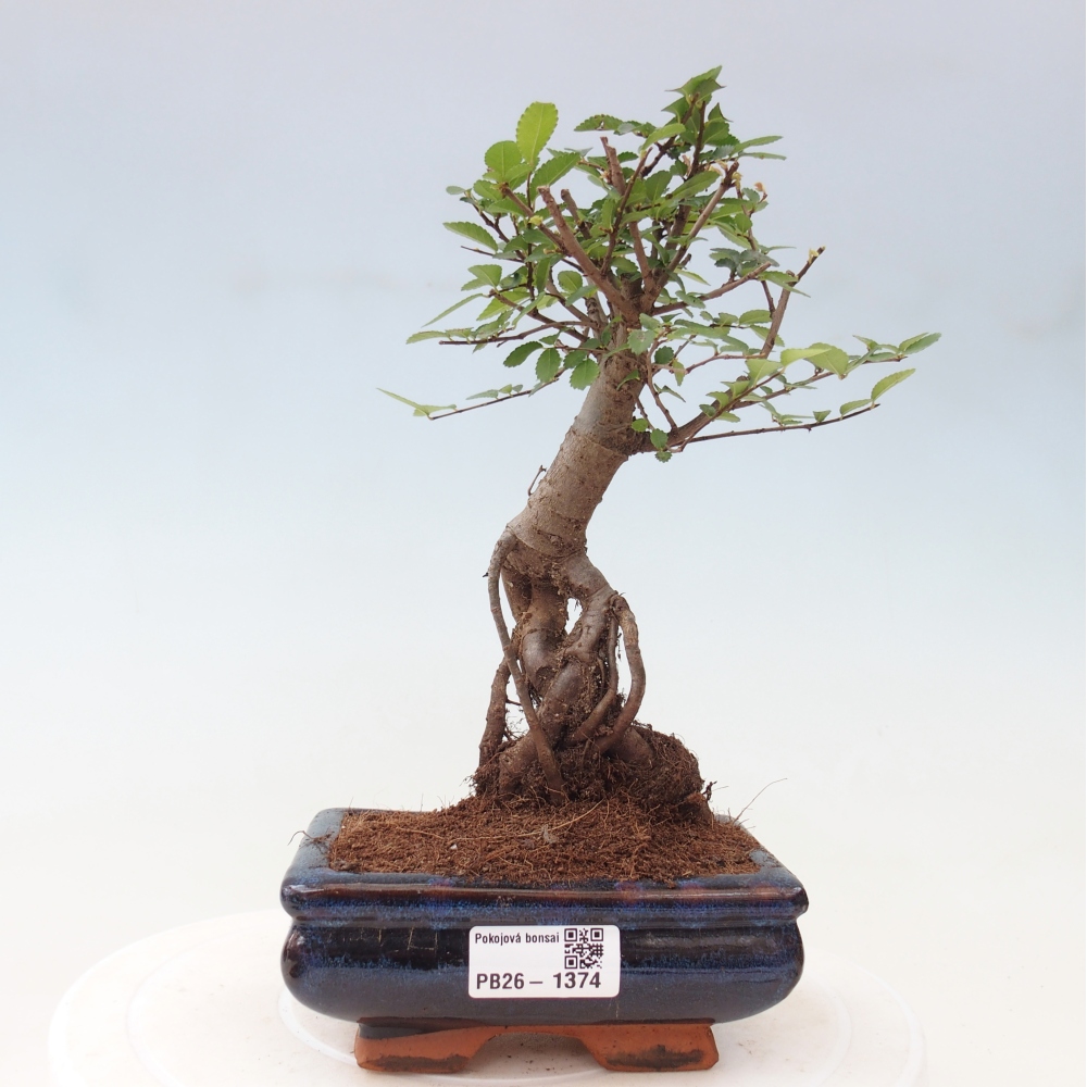 Camera bonsai - Ulmus parvifolia - Olmo a foglie piccole