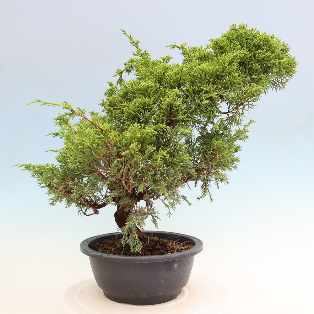 Bonsai da esterno - Juniperus chinensis Itoigawa-Juniperus chinensis