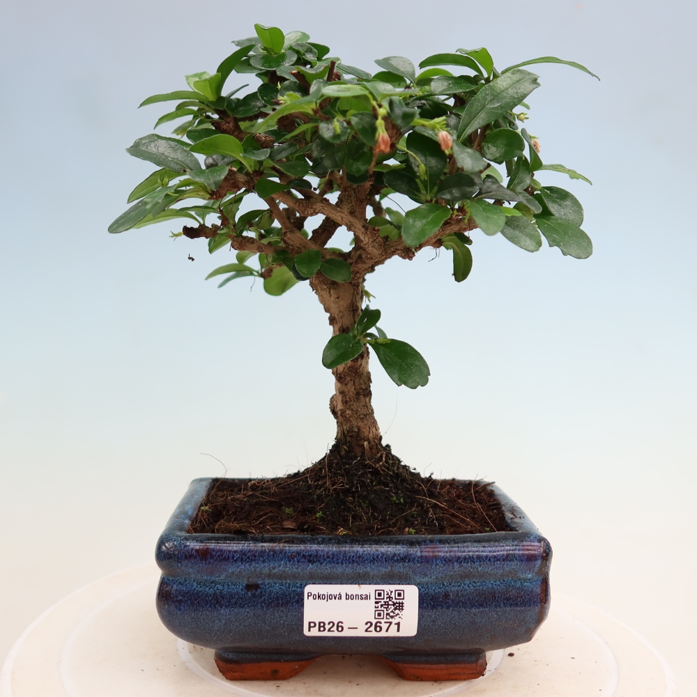 Camera bonsai - Carmona macrophylla - Tea fuki
