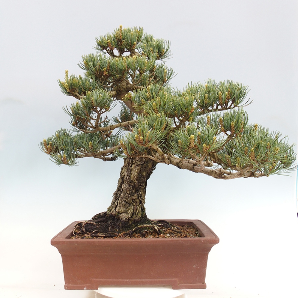 Bonsai da esterno - Pinus parviflora - Pinus parviflora