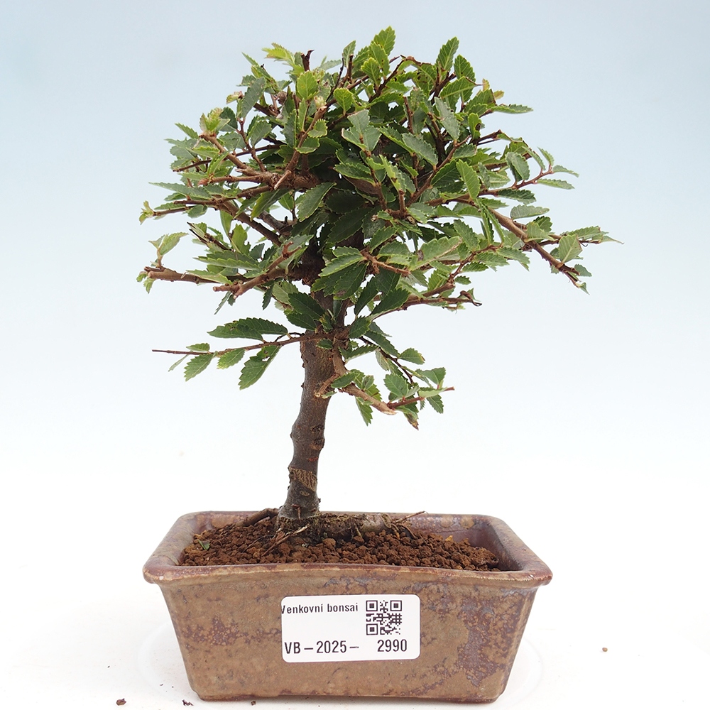 Bonsai da esterno - Ulmus parvifolia Sagei - Olmo a foglie piccole
