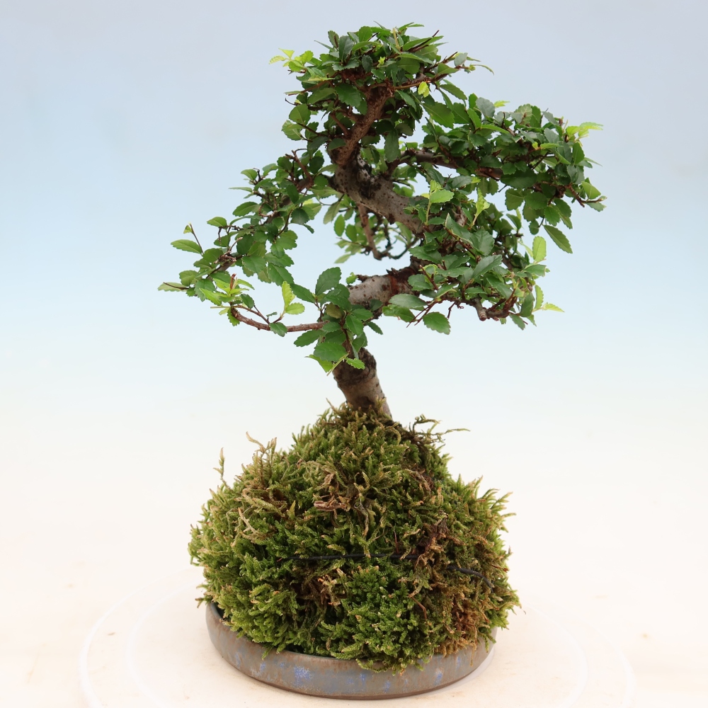 Kokedama con sottovaso - Ulmus parvifolia - olmo a foglia piccola