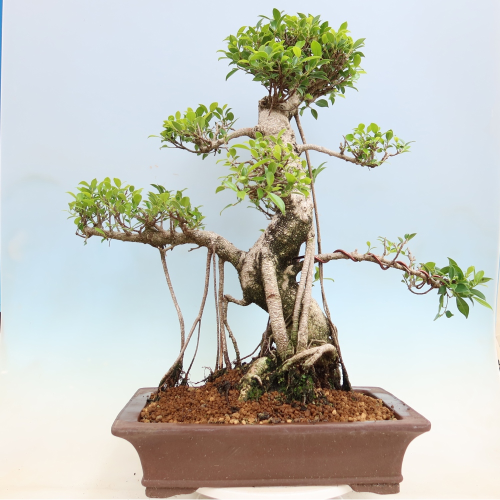 Camera bonsai - Ficus kimmen - ficus a foglie piccole
