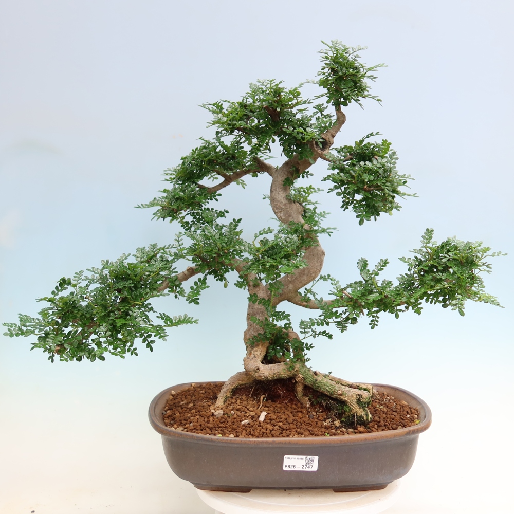 Camera bonsai - Zantoxylum piperitum - albero del pepe
