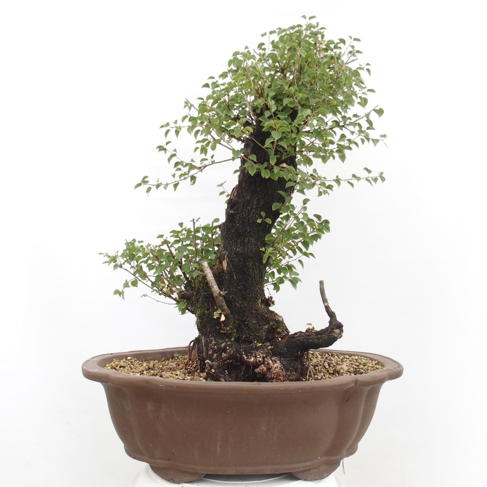 Bonsai da esterno - Mahalebka - Prunus mahaleb