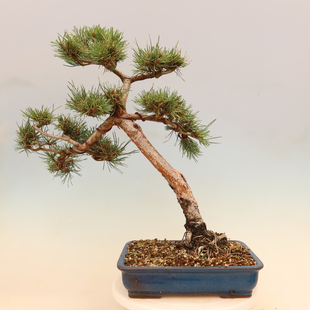 Bonsai da esterno - Pinus Sylvestris Watererri - Pino silvestre