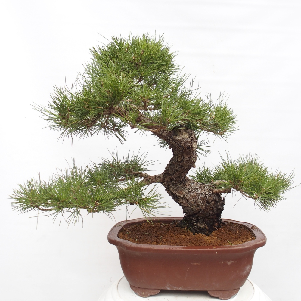 Bonsai da esterno - Pinus thunbergii - Pino di Thunberg