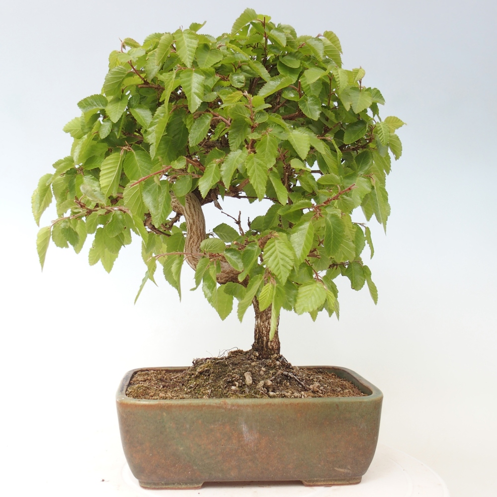 Bonsai da esterno -Carpinus CARPINOIDES - Carpino coreano