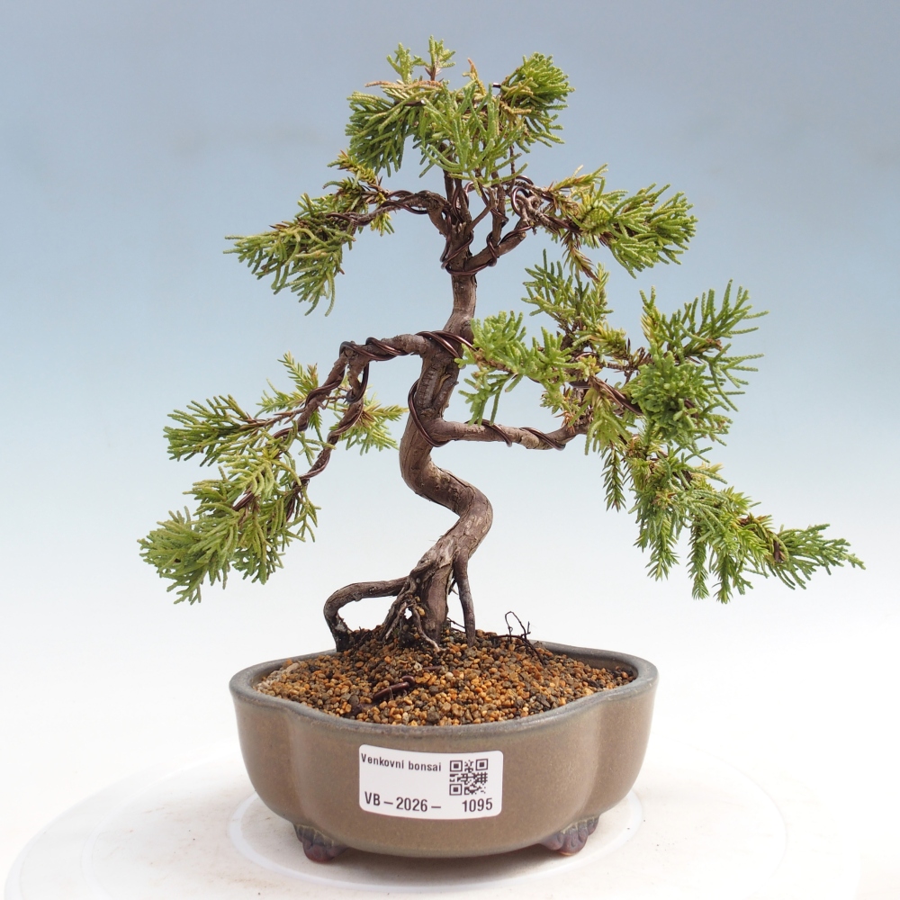 Bonsai da esterno - Juniperus chinensis Kishu