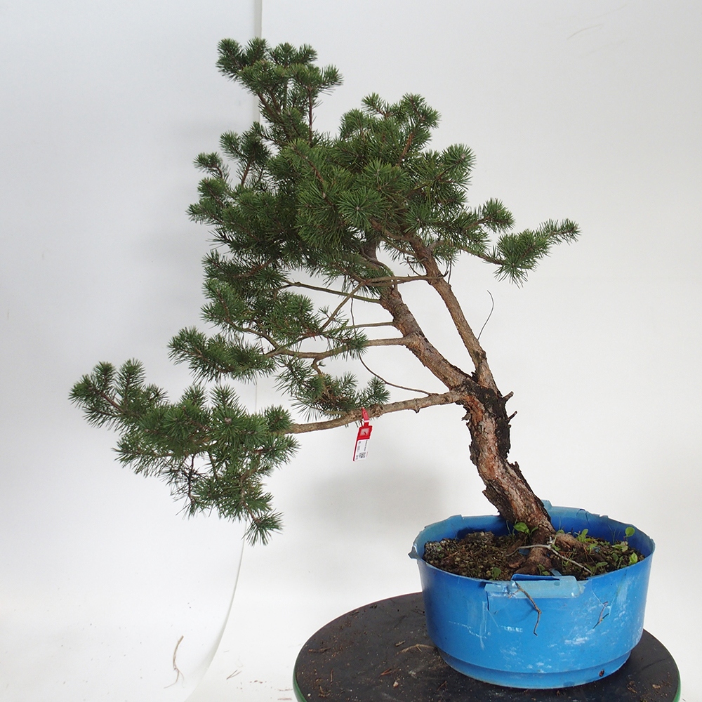 Yamadori - Pinus sylvestris Spagna