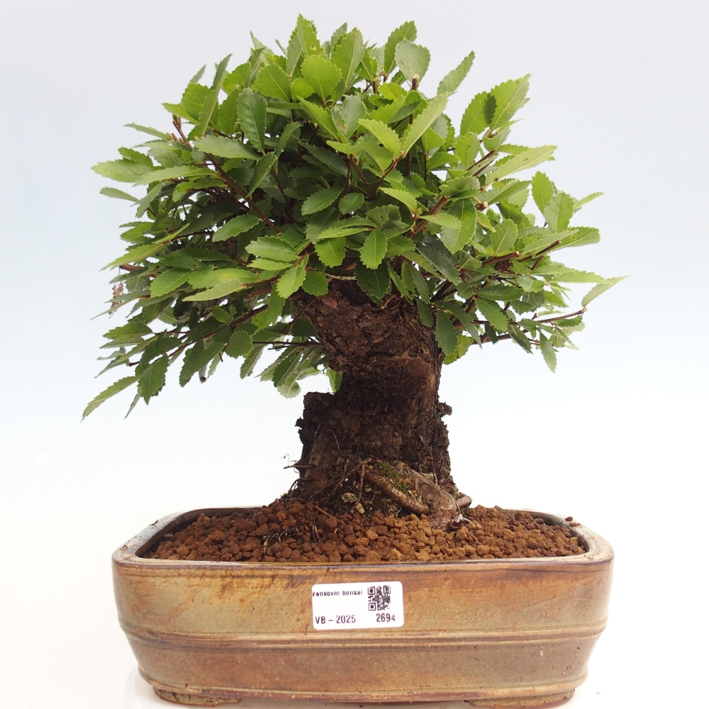 Bonsai da esterno - Zelkova - Zelkova NIRE