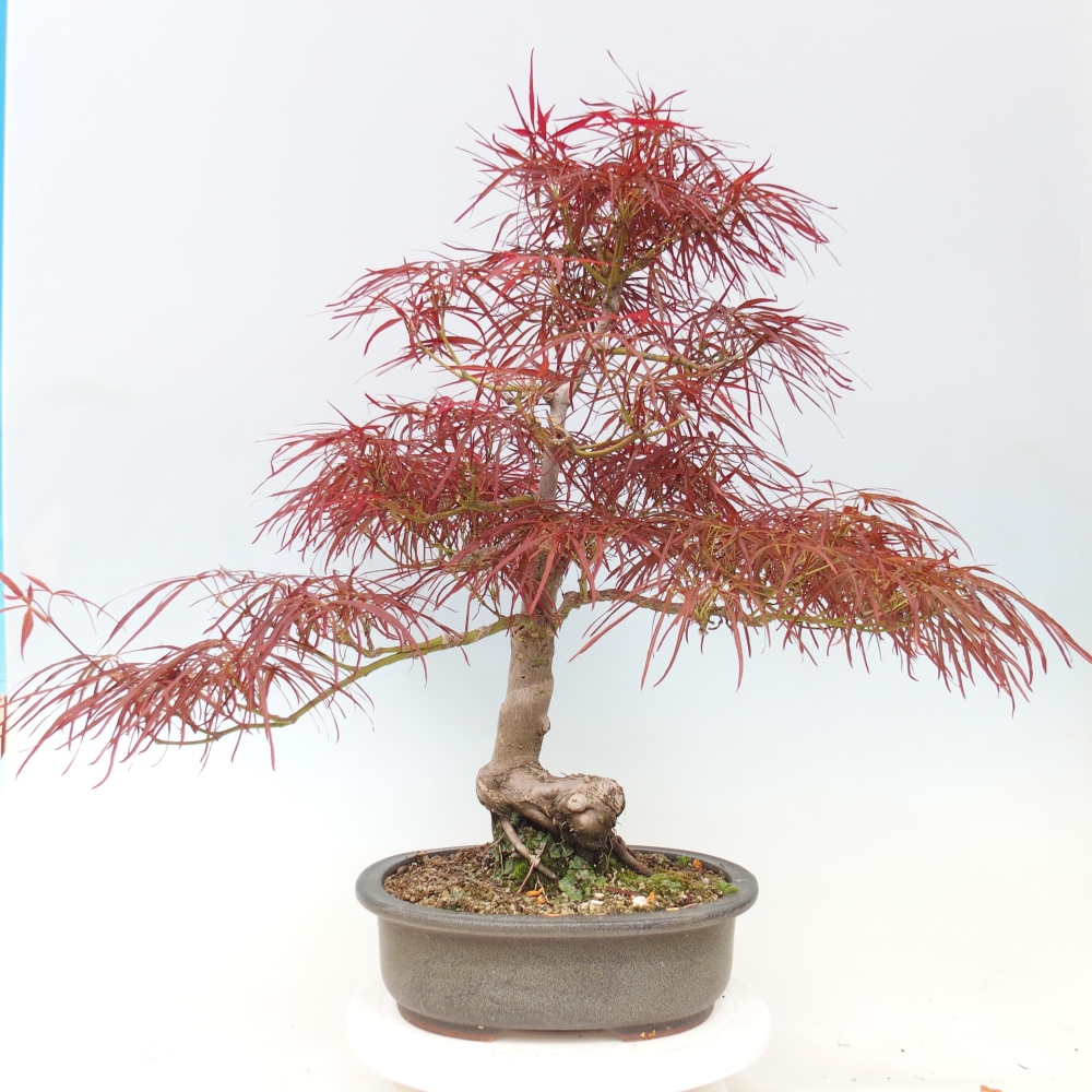 Bonsai da esterno - Acer palmatum RED PYGMY