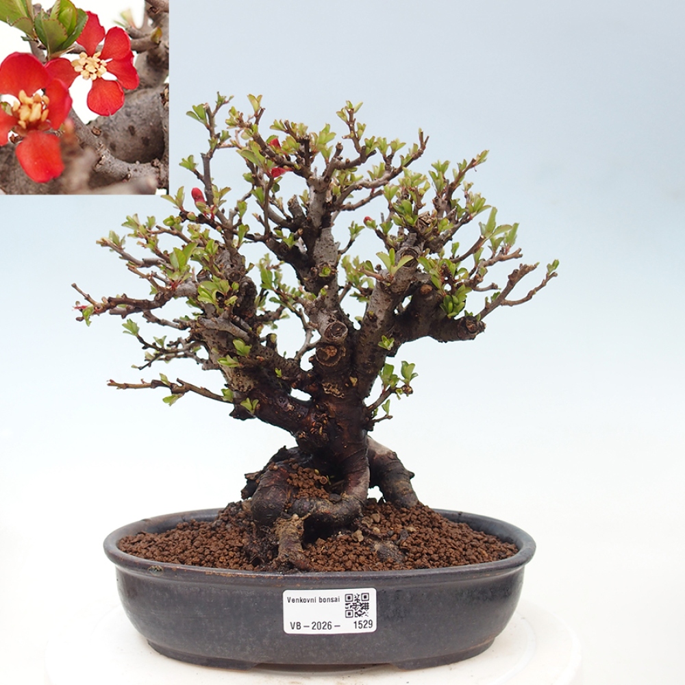 Bonsai da esterno - Chaneomeles speciosa - Cotogno