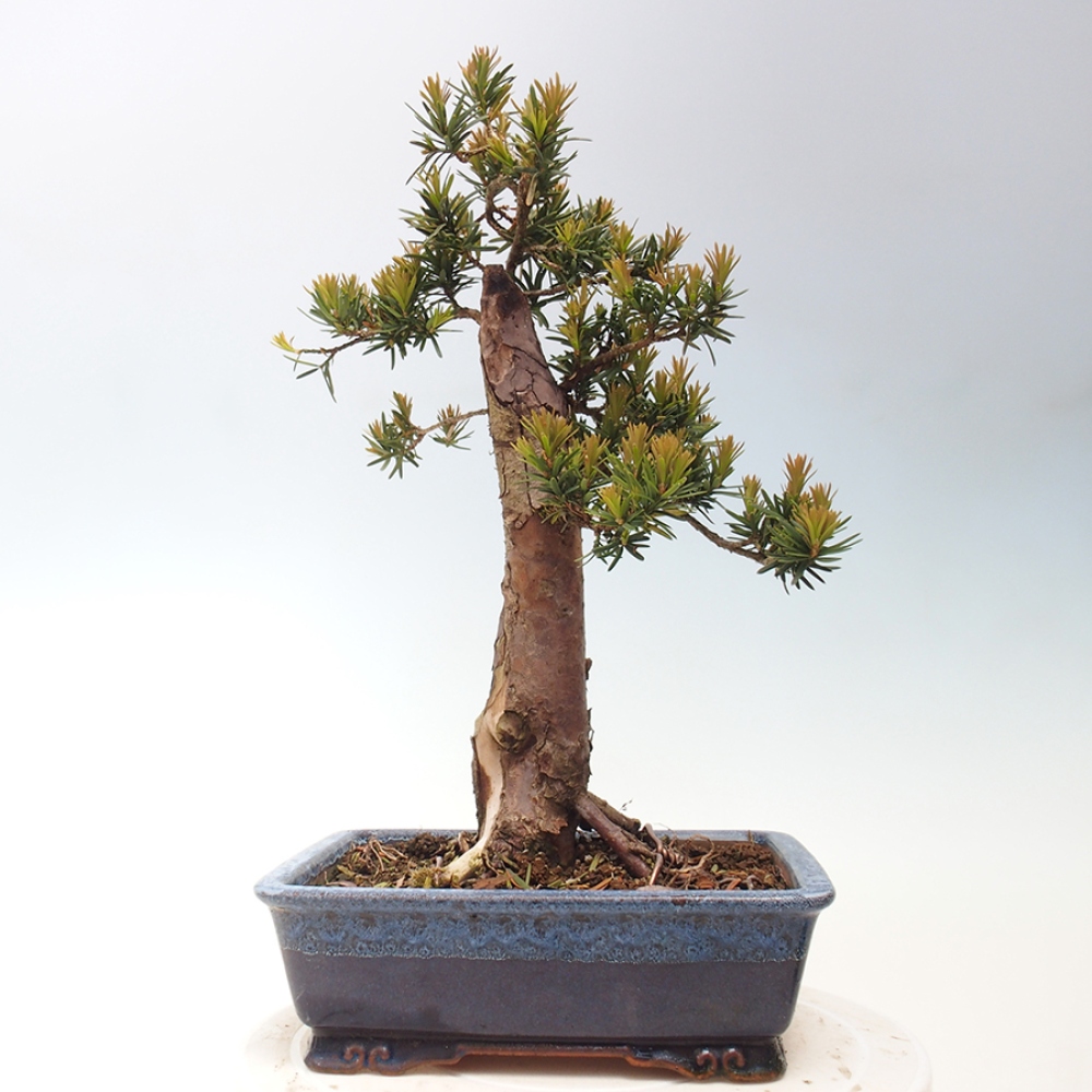 Bonsai da esterno - Taxus cuspidata - Tasso giapponese
