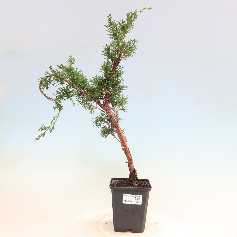 Bonsai da esterno - Juniperus chinensis Kishu