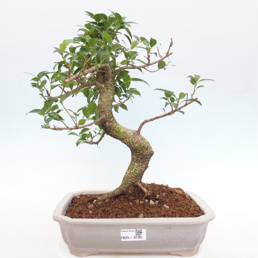 Camera bonsai - Ficus kimmen - ficus a foglie piccole