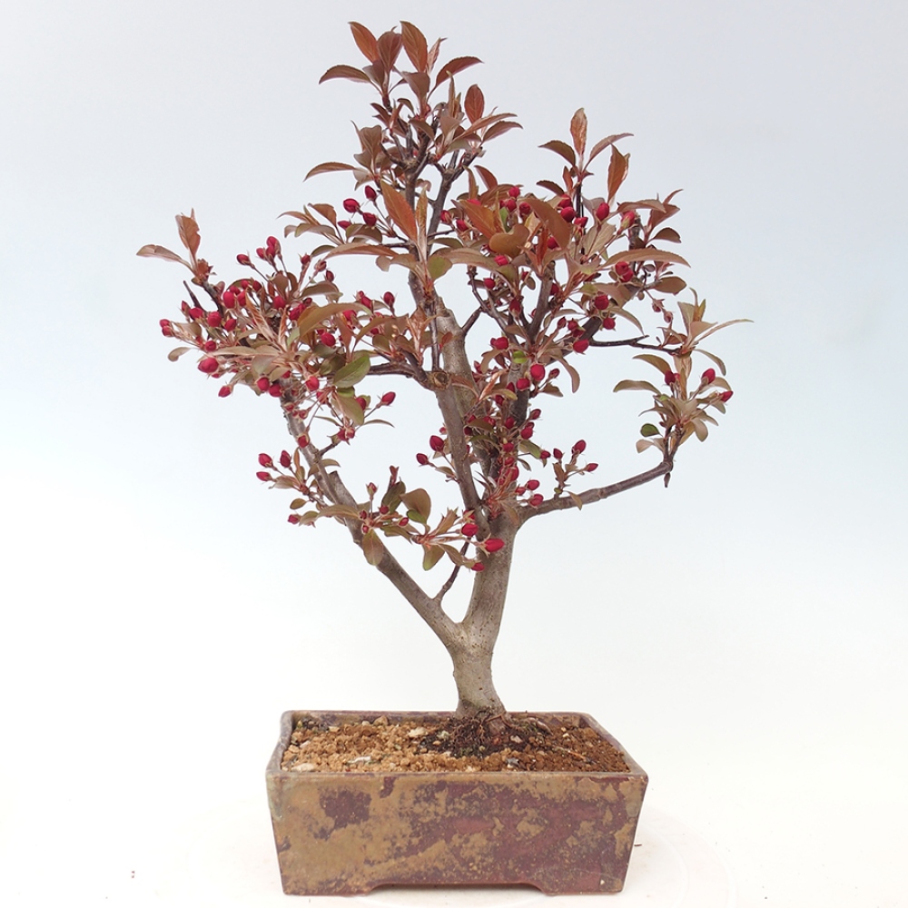 Bonsai da esterno -Malus domestica - Melo a piccoli frutti a foglie rosse