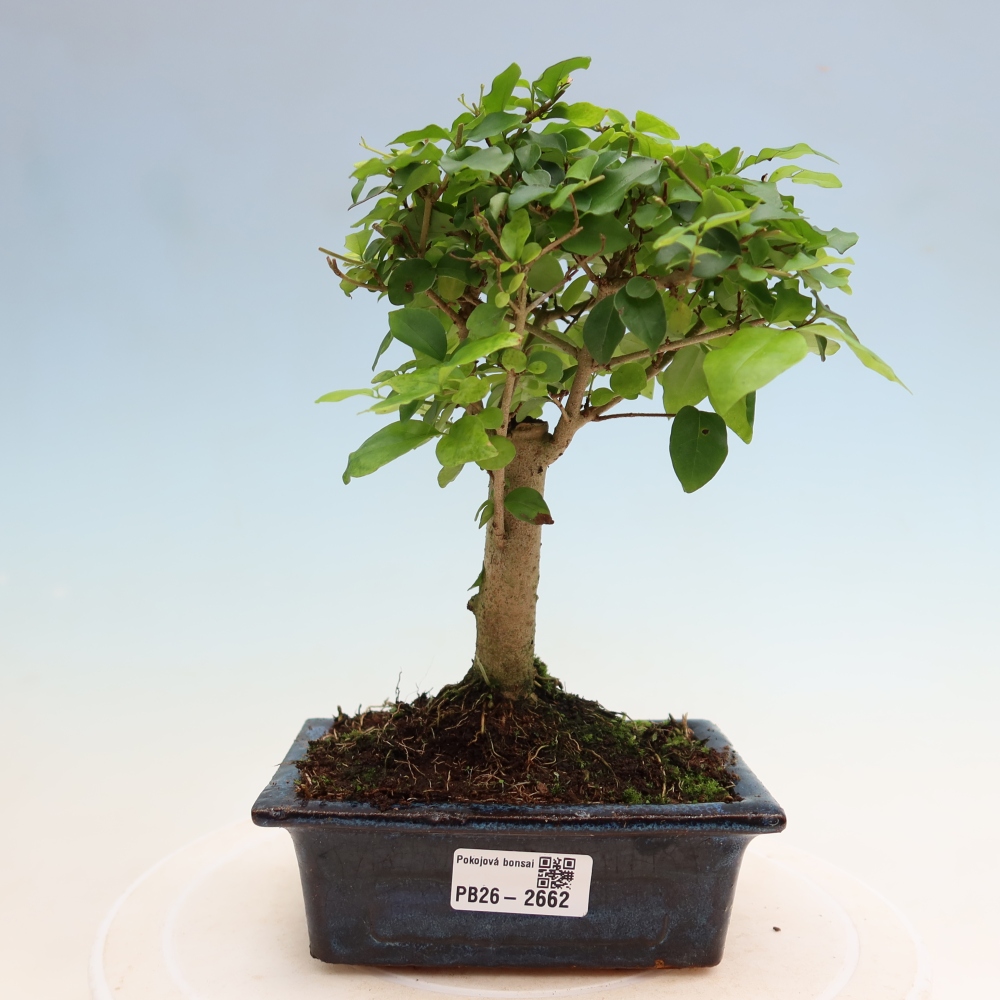 Camera bonsai -Ligustrum chinensis - Becco d'uccello