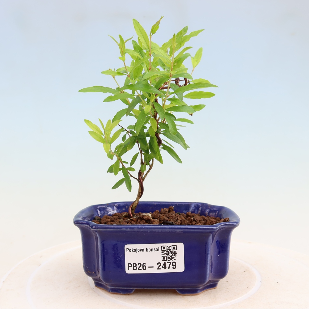 Camera bonsai-PUNICA granatum nana-Mela granata